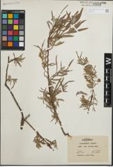 Foto von Salix hindsiana Benth.